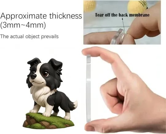 Border collie | Adventni koledar 2025